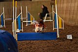 wedstrijd agility friends zaterdag