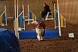 wedstrijd agility friends zaterdag