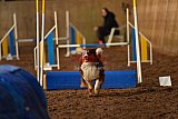 wedstrijd agility friends zaterdag