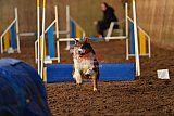 wedstrijd agility friends zaterdag