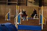 wedstrijd agility friends zaterdag