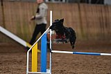 wedstrijd agility friends zaterdag