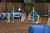 wedstrijd agility friends zaterdag