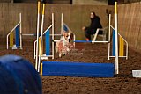 wedstrijd agility friends zaterdag