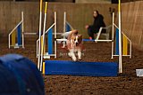 wedstrijd agility friends zaterdag