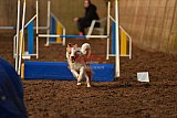 wedstrijd agility friends zaterdag