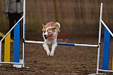 wedstrijd agility friends zaterdag