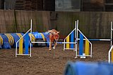 wedstrijd agility friends zaterdag