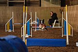 wedstrijd agility friends zaterdag