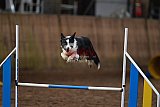 wedstrijd agility friends zaterdag