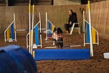 wedstrijd agility friends zaterdag