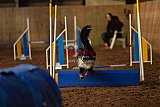 wedstrijd agility friends zaterdag