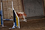 wedstrijd agility friends zaterdag
