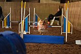 wedstrijd agility friends zaterdag