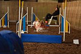 wedstrijd agility friends zaterdag