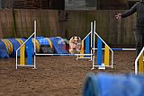 wedstrijd agility friends zaterdag