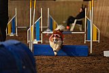 wedstrijd agility friends zaterdag