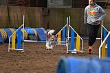 wedstrijd agility friends zaterdag