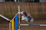 wedstrijd agility friends zaterdag