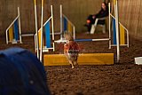 wedstrijd agility friends zaterdag