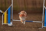 wedstrijd agility friends zaterdag