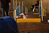 wedstrijd agility friends zaterdag