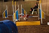 wedstrijd agility friends zaterdag