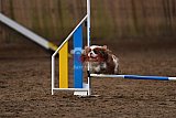 wedstrijd agility friends zaterdag