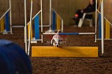 wedstrijd agility friends zaterdag