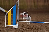 wedstrijd agility friends zaterdag