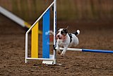 wedstrijd agility friends zaterdag