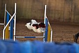 wedstrijd agility friends zaterdag