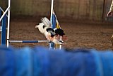 wedstrijd agility friends zaterdag