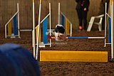 wedstrijd agility friends zaterdag