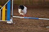wedstrijd agility friends zaterdag