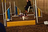 wedstrijd agility friends zaterdag
