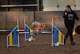 wedstrijd agility friends zaterdag