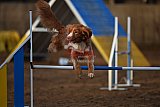 wedstrijd agility friends zaterdag