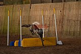 wedstrijd agility friends zaterdag