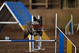 wedstrijd agility friends zaterdag