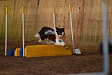 wedstrijd agility friends zaterdag