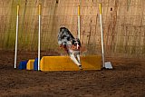 wedstrijd agility friends zaterdag
