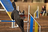 wedstrijd agility friends zaterdag