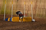 wedstrijd agility friends zaterdag