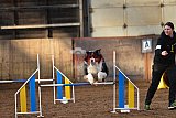 wedstrijd agility friends zaterdag