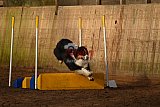 wedstrijd agility friends zaterdag