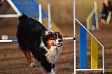 wedstrijd agility friends zaterdag