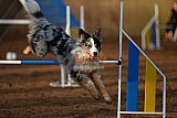 wedstrijd agility friends zaterdag