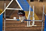 wedstrijd agility friends zaterdag