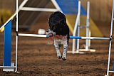 wedstrijd agility friends zaterdag